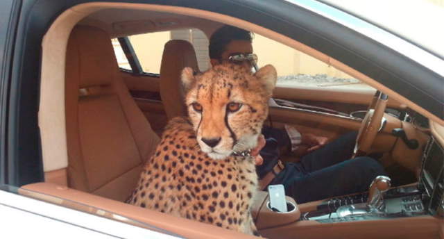 Shangrala's Only In Dubai