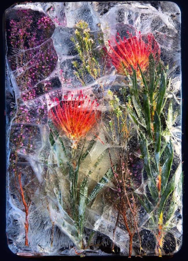 Shangrala's Flower Art 3