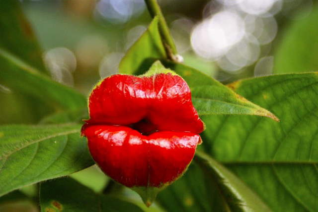 Shangrala's Beautiful Flower People