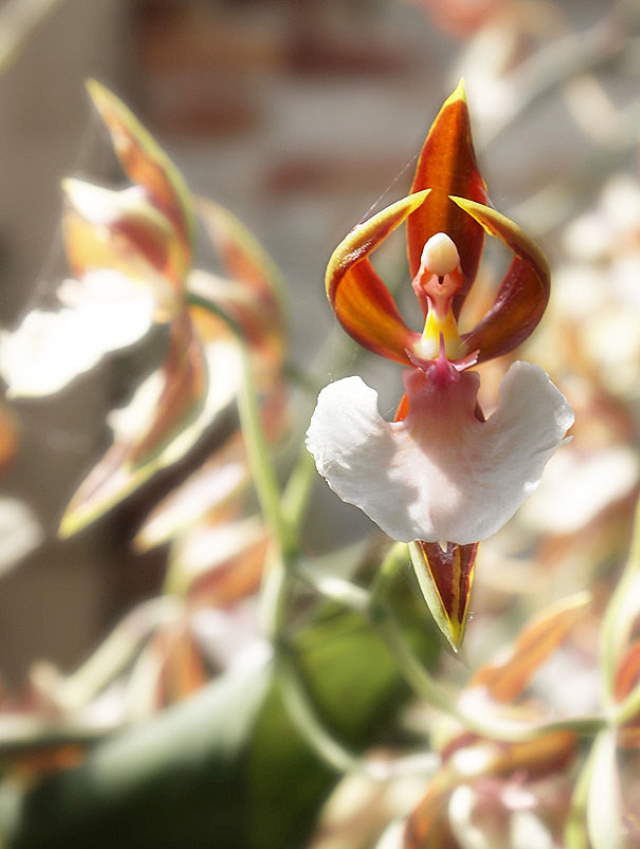Shangrala's Beautiful Flower People