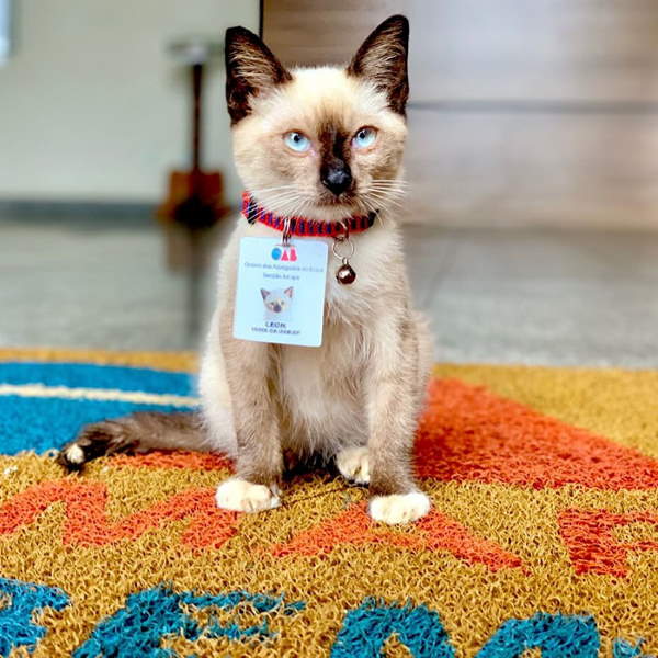 Shangrala's Leon The Watchcat