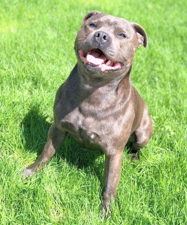 Shangrala's Pit Bull Heroes