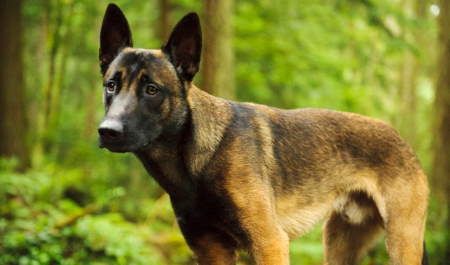 Shangrala's Amazing Belgian Malinois