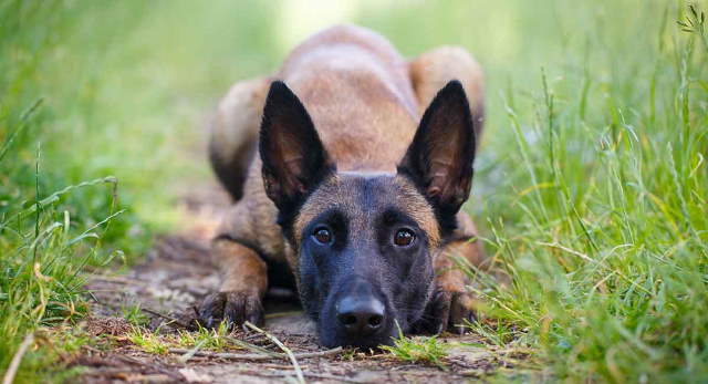 Shangrala's Amazing Belgian Malinois