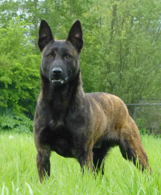 Shangrala's Amazing Belgian Malinois