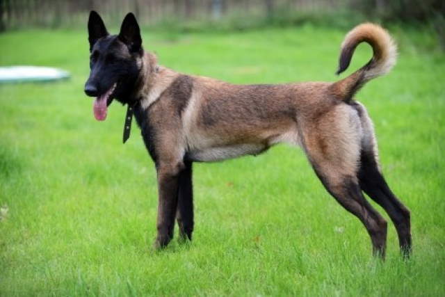 Shangrala's Amazing Belgian Malinois