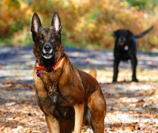 Shangrala's Amazing Belgian Malinois