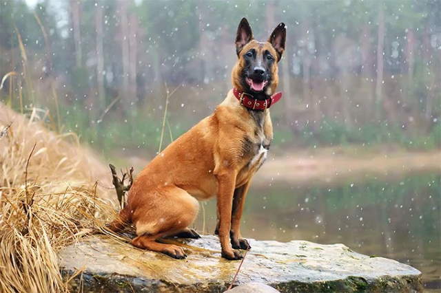 Shangrala's Amazing Belgian Malinois