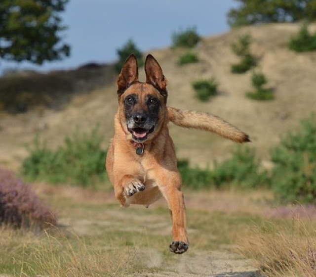 Shangrala's Amazing Belgian Malinois