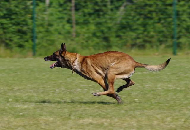 Shangrala's Amazing Belgian Malinois