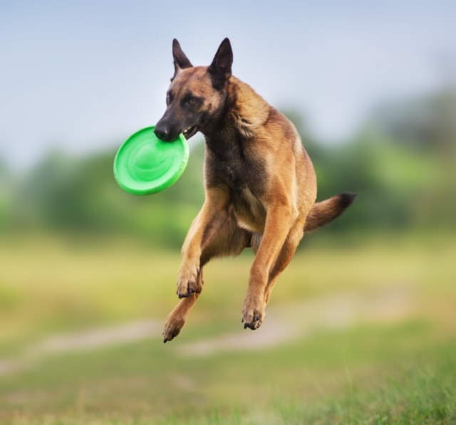 Shangrala's Amazing Belgian Malinois