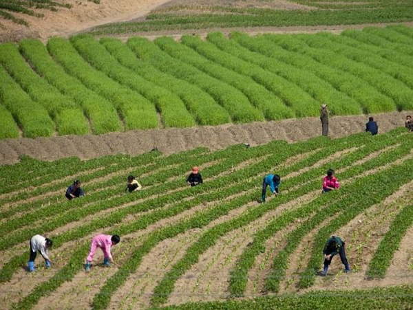 Shangrala's North Korean Life