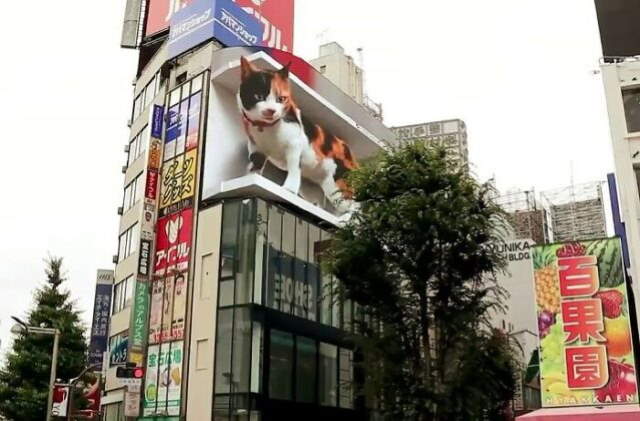 Shangrala's Cats Of The Zodiac