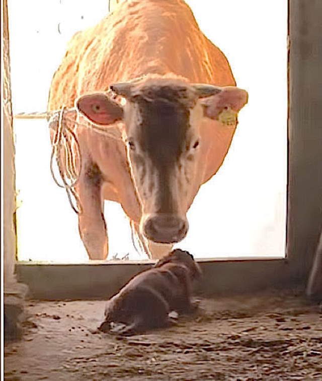 Shangrala's Rookie And The Cow