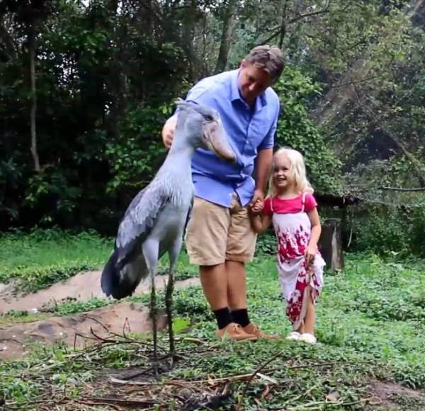 Shangrala's Sushi The Shoebill Stork