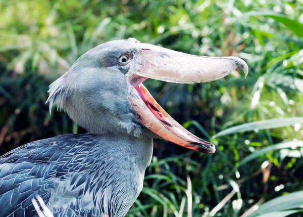 Shangrala's Sushi The Shoebill Stork