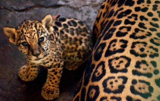 Shangrala's Aww Animals 15