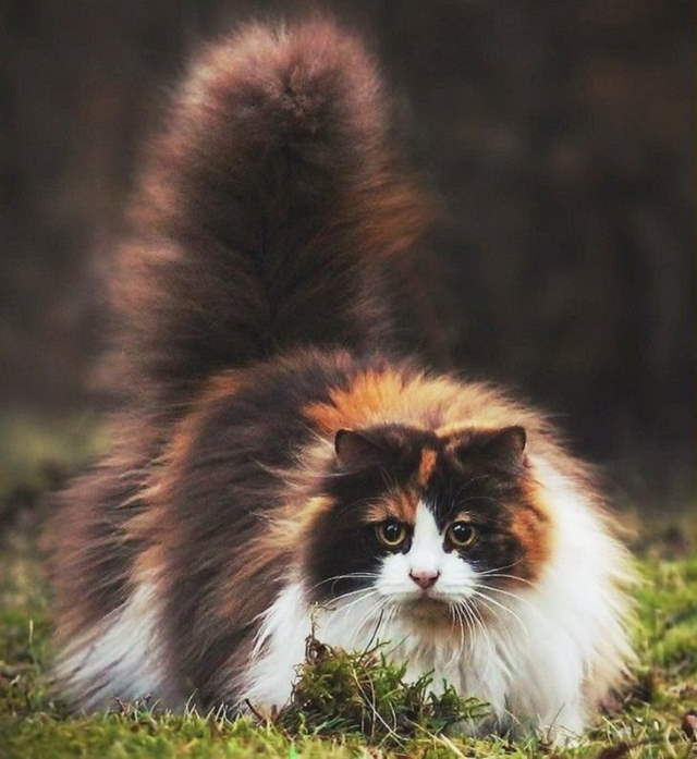 Shangrala's World's Priciest Cats