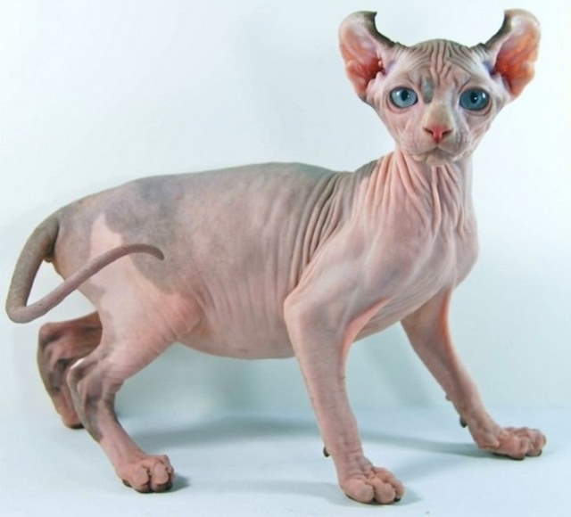 Shangrala's World's Priciest Cats