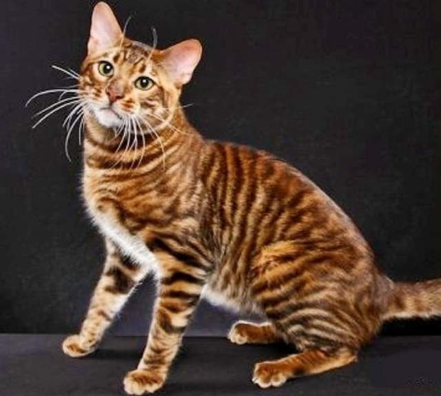 Shangrala's World's Priciest Cats