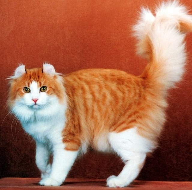 Shangrala's World's Priciest Cats