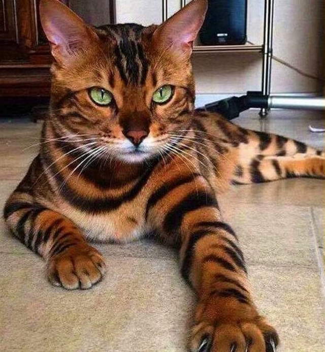 Shangrala's World's Priciest Cats