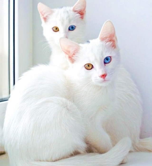 Shangrala's World's Priciest Cats