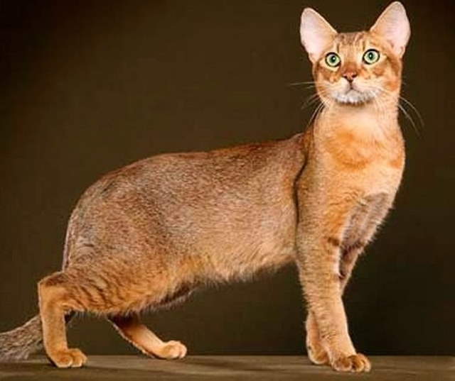 Shangrala's World's Priciest Cats