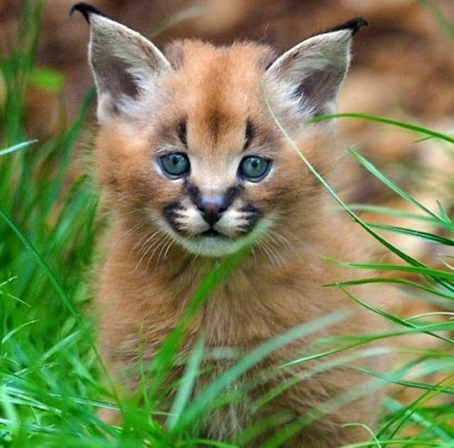 Shangrala's World's Priciest Cats