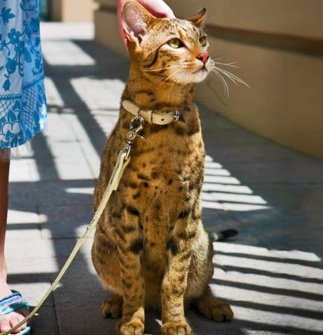 Shangrala's World's Priciest Cats