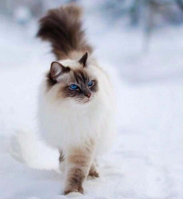 Shangrala's World's Priciest Cats