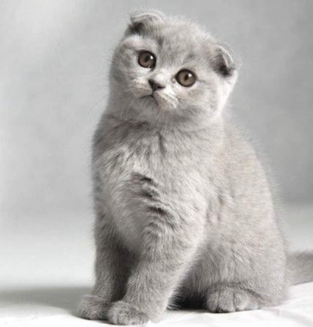 Shangrala's World's Priciest Cats