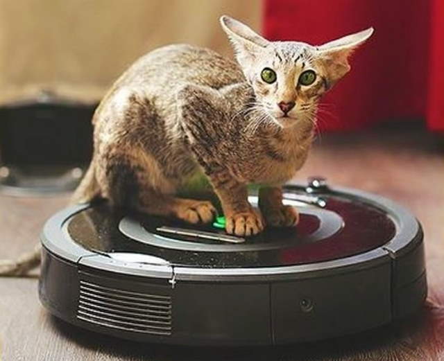 Shangrala's World's Priciest Cats