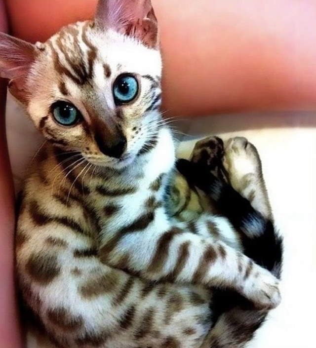 Shangrala's World's Priciest Cats
