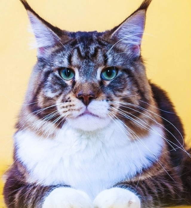 Shangrala's World's Priciest Cats