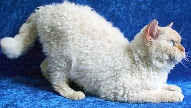 Shangrala's World's Priciest Cats
