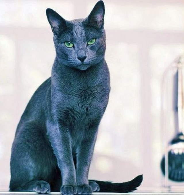 Shangrala's World's Priciest Cats