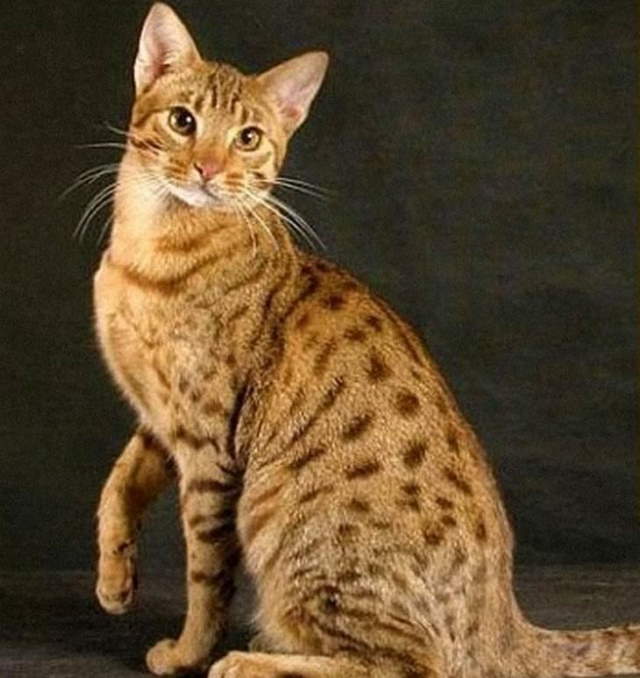 Shangrala's World's Priciest Cats