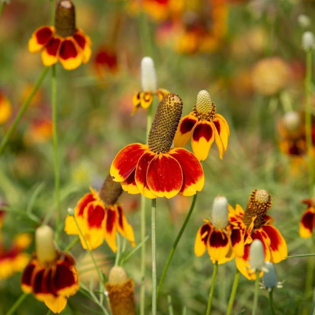Shangrala's Beautiful Flowers 3