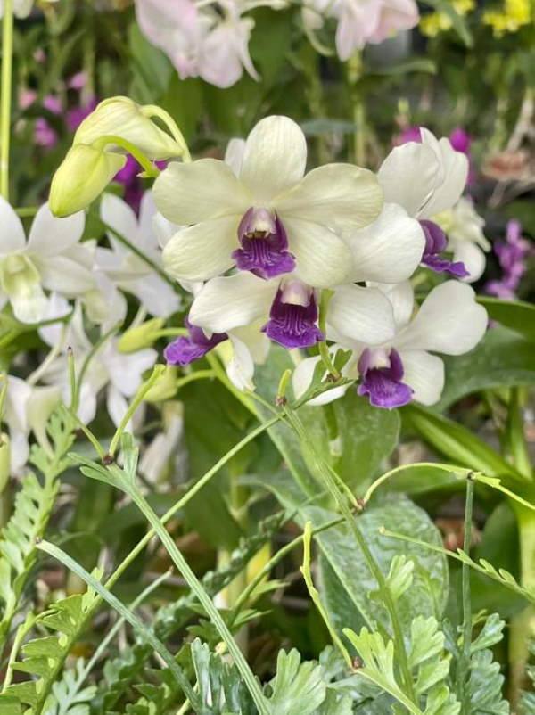Shangrala's Among The Orchids 2