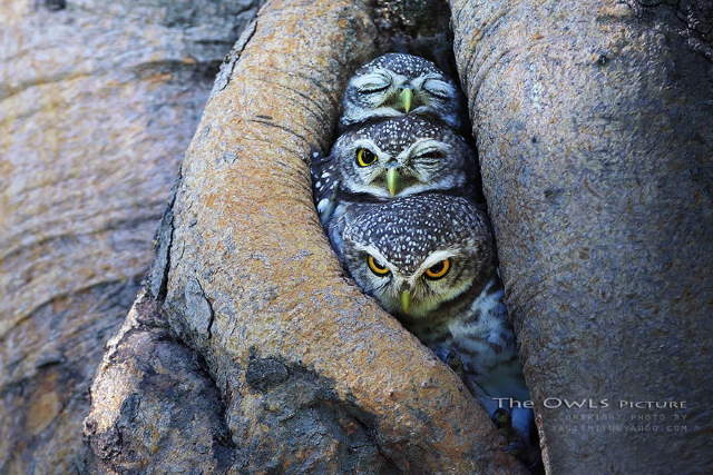 Shangrala's Owl Photography