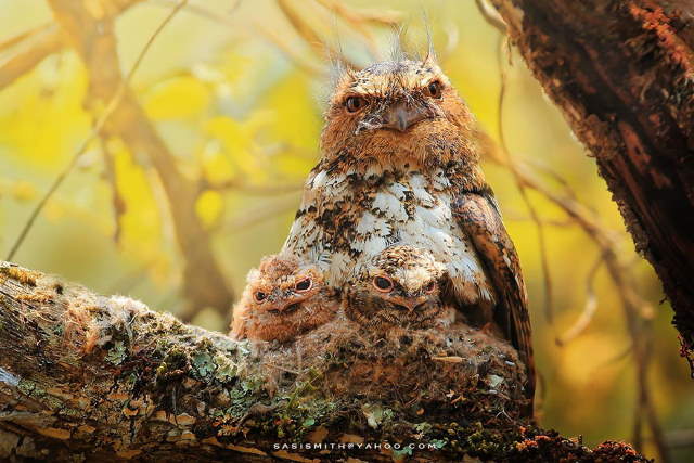 Shangrala's Owl Photography