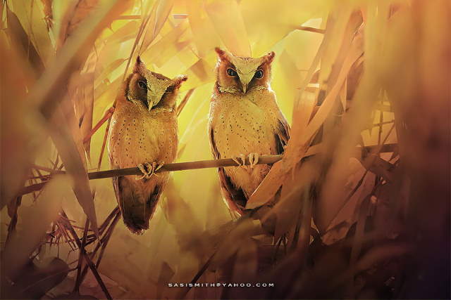 Shangrala's Owl Photography