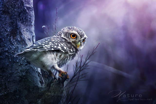 Shangrala's Owl Photography