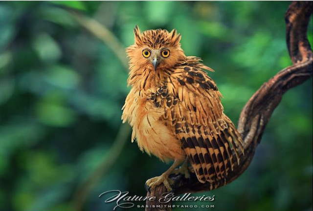 Shangrala's Owl Photography