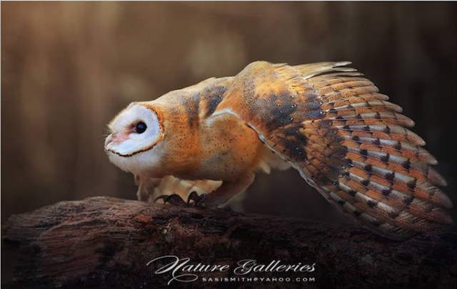 Shangrala's Owl Photography