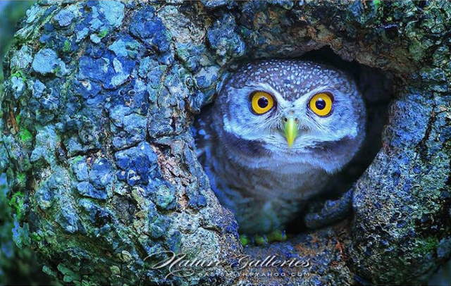 Shangrala's Owl Photography