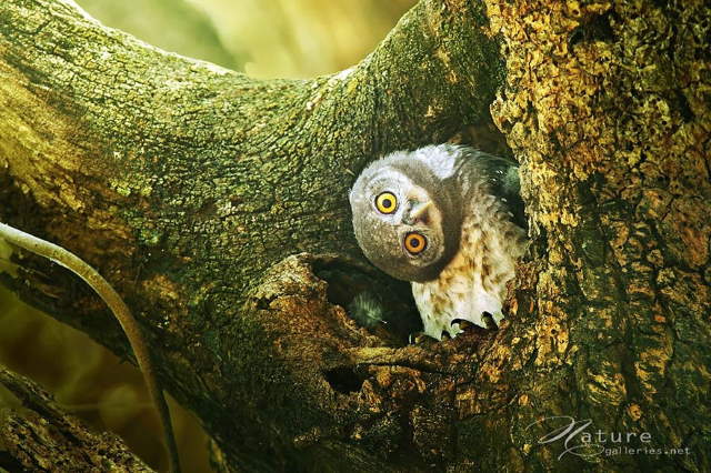 Shangrala's Owl Photography