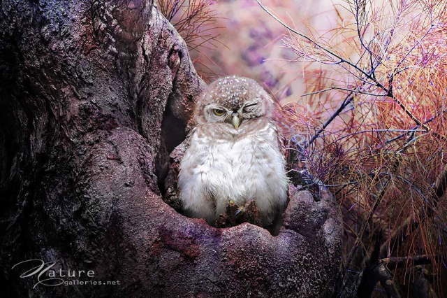 Shangrala's Owl Photography