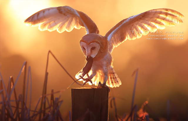 Shangrala's Owl Photography